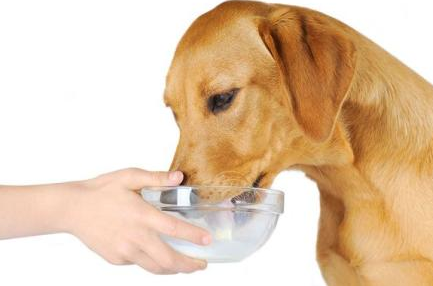 狗狗能吃牛奶吗,狗狗能喝牛奶吗?,狗狗可以喝牛奶吗？