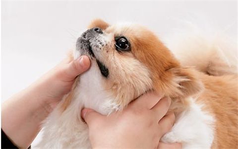 狗狗喉咙有痰怎么办,狗狗喉咙有痰怎么办最有效,狗狗喉咙里会发出，像人有痰的声音，要怎么办？