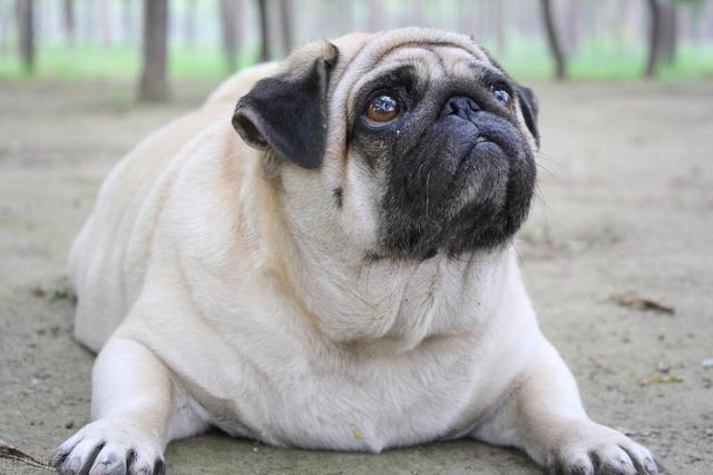 如何让狗狗长胖,如何让狗狗长胖一点,怎么才能让狗狗长的胖些？
