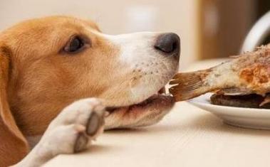 狗狗吃了鱼刺怎么办,狗狗吃了鱼刺怎么办有点咳嗽,小狗吃鱼刺卡住了怎么办？