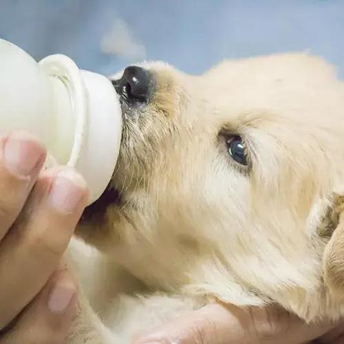 狗狗可以吃牛奶吗,狗狗可以喝人喝的纯牛奶吗,狗狗喝纯牛奶会有什么问题吗？