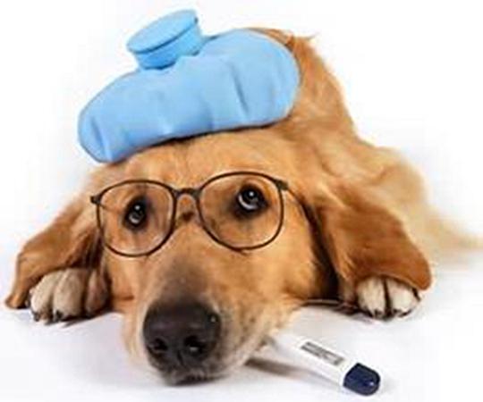 狗狗发烧打什么针,狗狗发烧打什么针退烧,狗狗发烧，有炎症，和抗病毒打什么针？