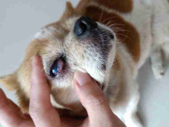 狗狗眼睛有眼屎,狗狗眼睛有眼屎怎么回事,狗有眼屎，怎么回事？