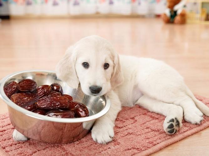 狗狗吃红枣,狗狗吃红枣有什么好处,狗狗能吃大枣吗？