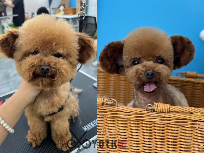 泰迪狗狗发型,泰迪狗狗发型图片,泰迪发型怎么剪好看？
