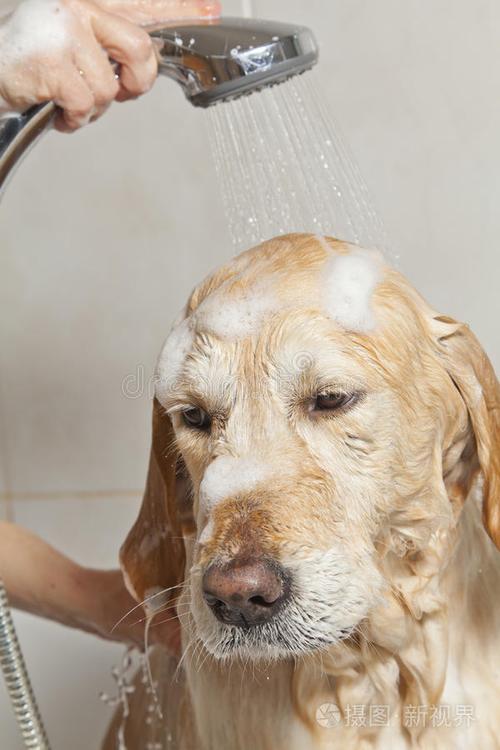 狗狗洗澡图片,狗狗洗澡图片拼音,怎么给狗洗澡,它才不会感冒？