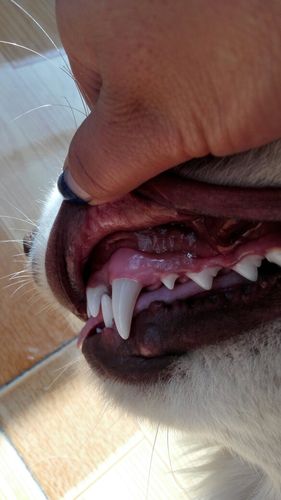 狗狗牙龈红肿,狗狗牙龈红肿是什么原因造成的,狗狗牙龈烂了一个口子，怎么办？