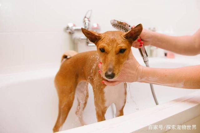 怎样给狗狗洗澡,怎样给狗狗洗澡才正确,给狗狗洗澡怎么洗是正确的？