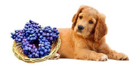 狗狗吃葡萄会怎么样,狗狗吃葡萄会怎么样,狗狗吃了葡萄怎么解毒,我家小狗刚才喝了几口葡萄酒没事吧?我刚才和葡萄酒来，我家的小狗狗喝了点葡萄酒，没有什么事吧？