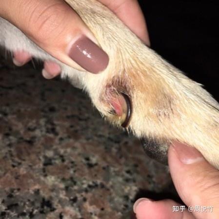 狗狗球菌感染,狗狗球菌感染会传染人吗,狗狗指甲根部发炎流浓？