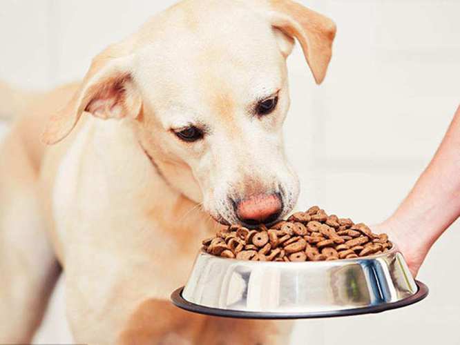 狗狗能吃米饭吗,狗狗能吃米饭吗熟的,可以给狗只吃米饭么？