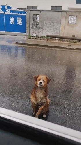 狗狗淋雨了怎么办,狗狗淋雨了怎么办?,三个月大的狗在外面被雨淋？