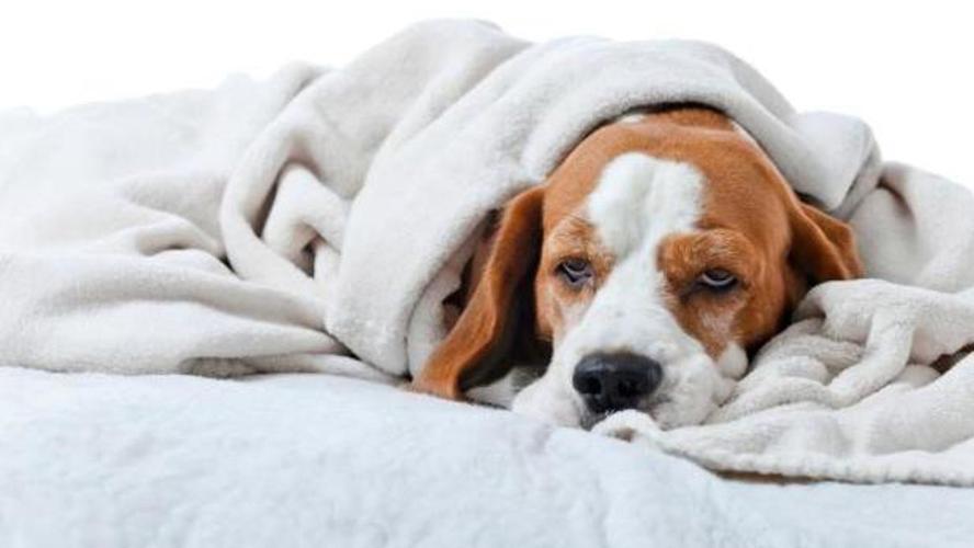 狗狗发烧是什么症状,狗狗发烧是什么症状的体现,狗狗发热有什么症状？