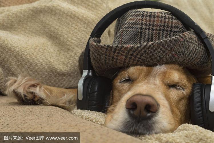 狗狗喜欢听什么音乐,狗狗喜欢听什么音乐睡觉,狗狗会听歌么？