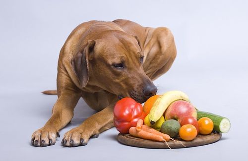 狗狗可以吃蔬菜吗,两个月的狗狗可以吃蔬菜吗,狗狗每天吃狗粮青菜可以吗？