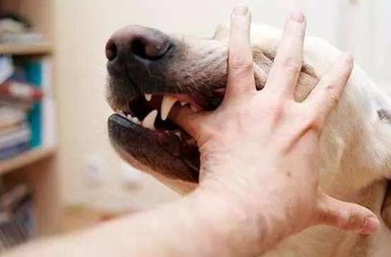 狗狗爱咬东西怎么办,狗狗恨主人的十种表现,如何训练狗狗不乱咬东西？