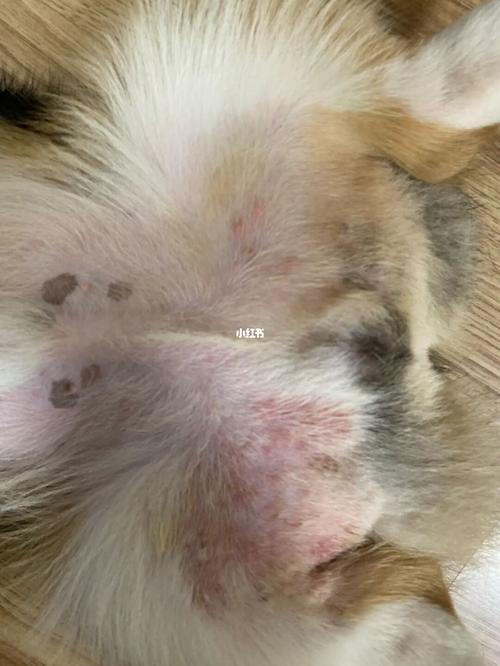 狗狗细菌皮肤病,狗狗细菌皮肤病会传染人吗,狗狗皮肤瘙痒起疹子？