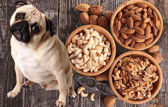 狗狗能吃核桃,狗狗能吃核桃仁吗,狗可以吃核桃嘛？
