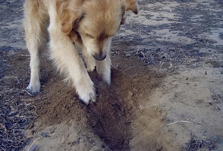 狗狗为什么喜欢刨地,狗狗为什么喜欢刨地板砖,小狗总往后刨地是什么意思？