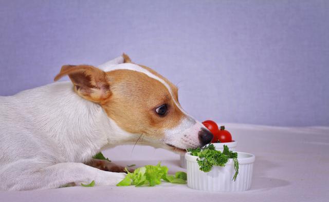 狗狗能吃蔬菜吗,三个月狗狗能吃蔬菜吗,狗狗吃蔬菜的好处？