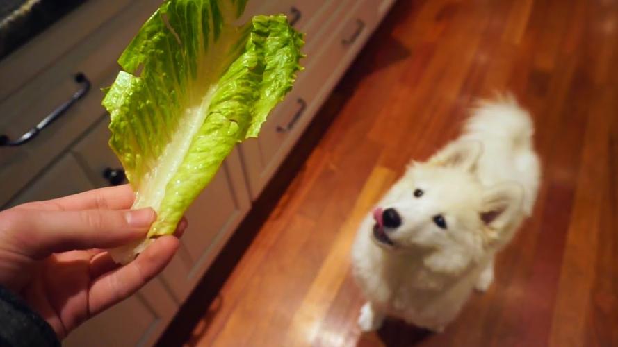 狗狗吃生菜,狗狗吃生菜好不好,小狗能喂青菜吗？