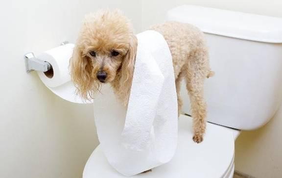 狗狗漏尿吃什么药,狗狗漏尿吃什么药最好,公狗为什么会漏尿？