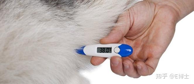 狗狗体温计怎么用,狗狗体温计怎么用视频教学,怎么给狗狗量体温？