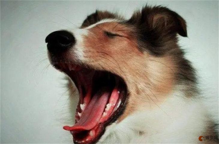 怎么制止狗狗乱叫,狗太吵了,怎样能让它不叫,怎么能让狗狗自己在家的时候不叫？