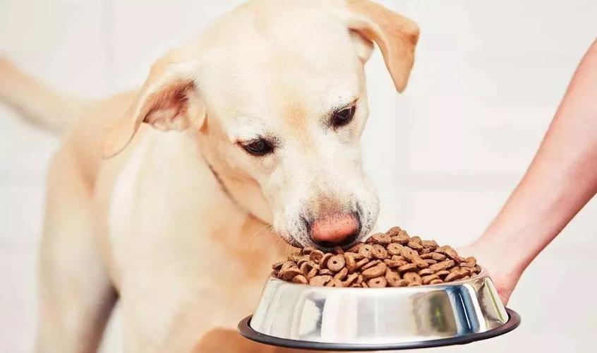 狗狗需要补钙吗,狗狗需要补钙吗?平时吃狗粮,三个月大的狗要不要补钙？