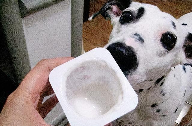 狗狗可以喝什么酸奶,狗狗可以喝什么酸奶好,狗狗可以喝蓝莓味的酸奶吗？