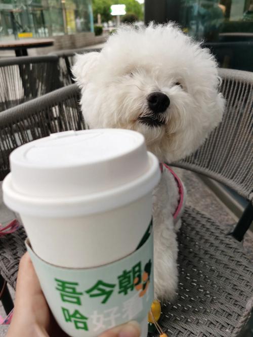 狗狗喝咖啡,狗狗喝咖啡会怎么样,狗狗喝咖啡