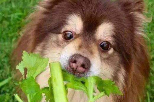 狗狗吃了韭菜怎么办,狗狗吃了韭菜怎么办呢,一岁大的边牧吃了一棵螺丝钉怎么办？可么吃韭菜吗？