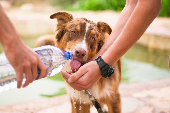狗狗狂喝水,狗狗狂喝水是怎么回事,狗狗使劲喝水怎么回事？