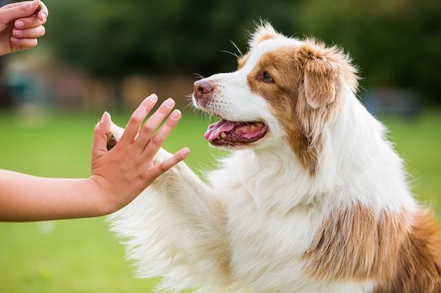 怎么样让狗狗听话,怎么样让狗狗听话的手式,怎样才能让狗狗听话？