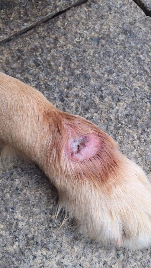 狗狗伤口化脓怎么处理,狗狗伤口化脓能自愈吗,狗狗受伤很严重，伤口化脓了，怎么办？