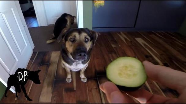 狗狗能吃黄瓜,狗狗能吃黄瓜片吗,幼犬能吃生黄瓜吗？