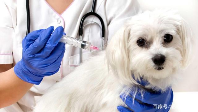 狗狗接种狂犬疫苗,狗狗接种狂犬疫苗的有效期,狗狗每年都要打狂犬疫苗吗？