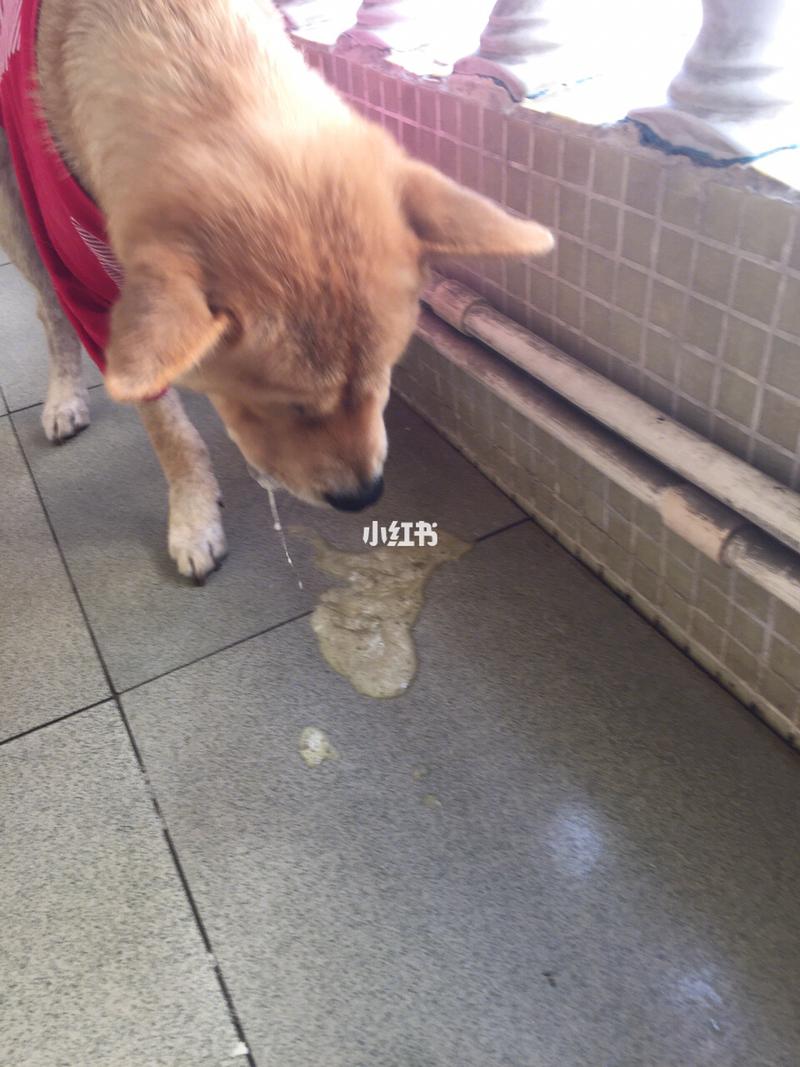 狗狗吐黄水带泡沫,狗狗吐黄水带泡沫是什么原因,狗狗整天吐黄水，还带泡沫，怎么办啊？