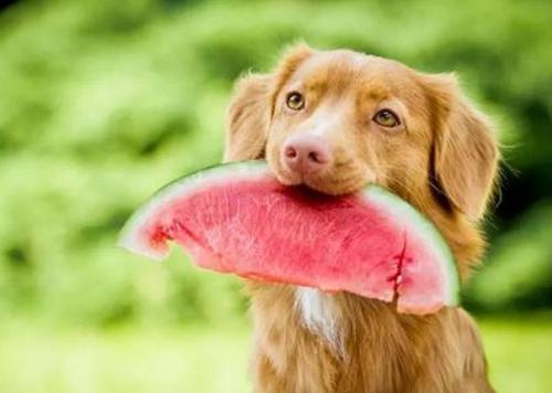 狗狗能吃水果吗,狗狗能吃水果吗?哪些水果不能吃,狗狗可以吃哪些水果？