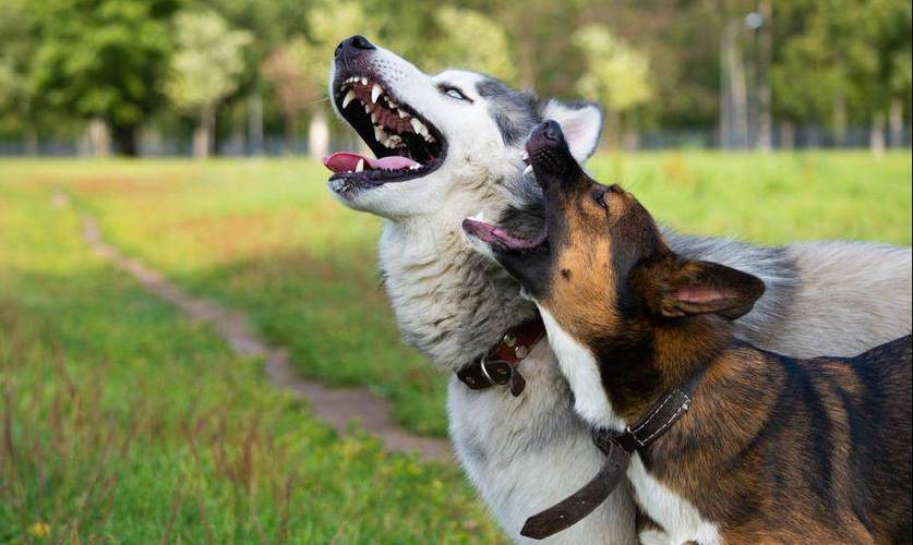 狗狗为什么会狼嚎,狗狗为什么会狼嚎叫,为什么我家狗听到音乐后就会像狼一样的嚎？大神们帮帮忙？