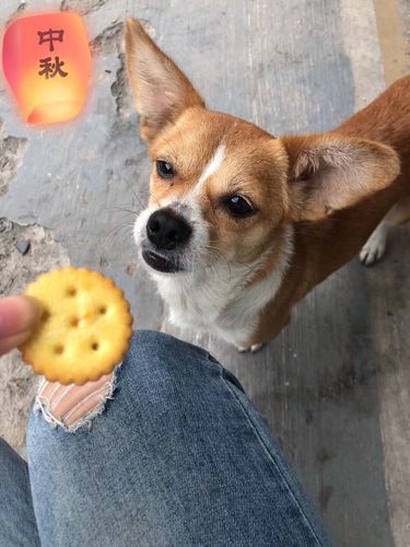 狗狗能吃饼干吗,狗狗能吃饼干吗幼犬,狗狗可以吃饼干吗？