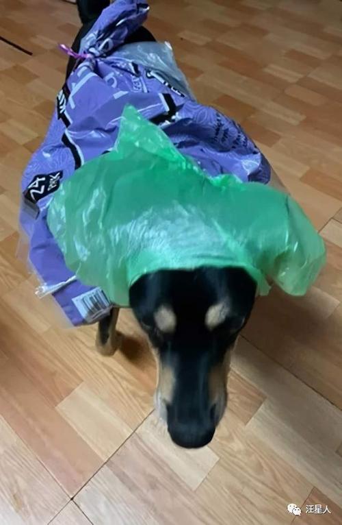 狗狗吃了塑料袋怎么办,狗狗吃了塑料袋怎么办紧急处理办法,狗吃了塑料布怎么办？