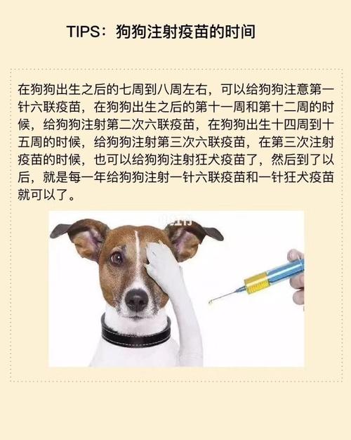 狗狗打针时间,狗狗打针时间表,狗狗什么时候打疫苗最好？