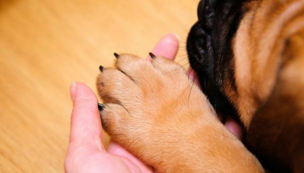 狗狗为什么咬自己的脚,狗狗为什么咬自己的脚指甲,小狗狗老咬主人的脚为什么？
