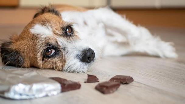 狗狗误食巧克力,狗狗误食巧克力多久出现症状,我家的小狗，不小心吃了巧克力，会不会有什么事的啊？