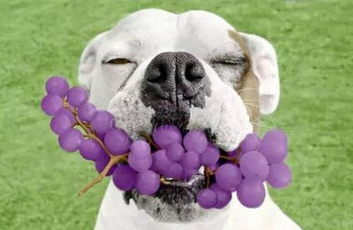 为什么狗狗不能吃葡萄,为什么狗狗不能吃葡萄,巧克力,洋葱,中华田园犬能吃葡萄吗？