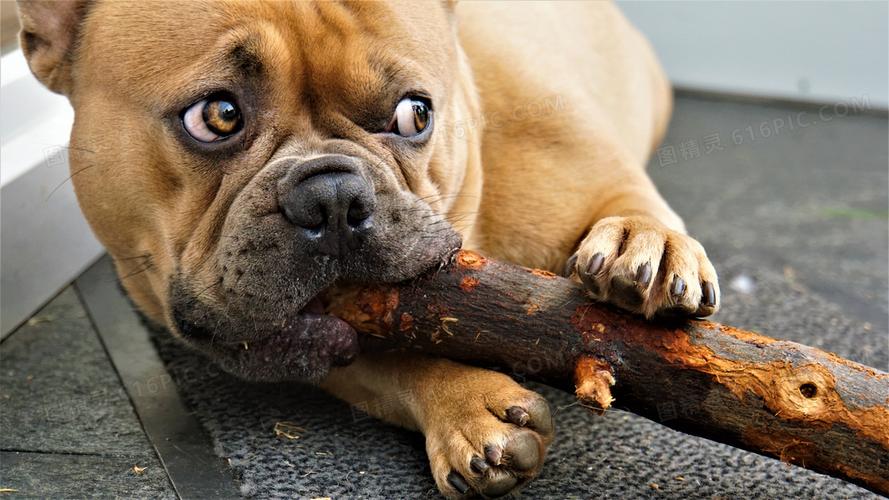 狗狗啃木头,狗狗啃木头吃是怎么回事,小狗咬木头怎么回事？