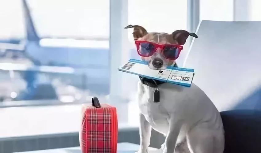 狗狗可以坐飞机吗,狗狗可以坐飞机吗,托运多少钱,狗狗坐飞机会有危险吗？