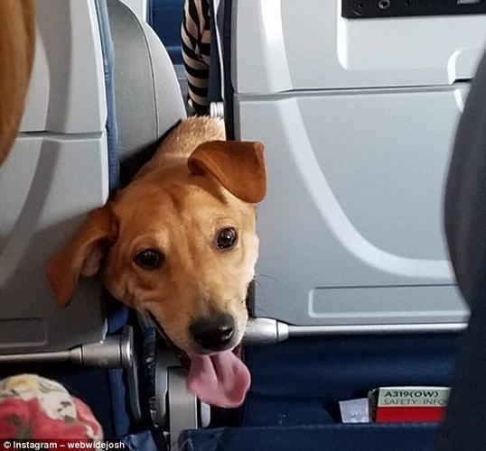 狗狗可以坐飞机吗,狗狗可以坐飞机吗,托运多少钱,小狗可以坐飞机带吗？