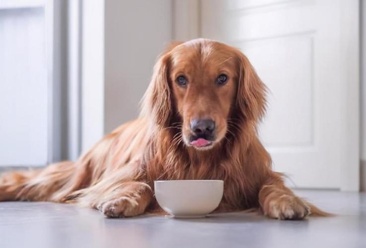 狗狗吃什么对肠胃好,狗狗吃什么对肠胃好又容易消化,狗狗肠胃不好能吃什么流食好？